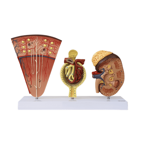 Axis Scientific Kidney Model with Nephrons and Glomerulus - Enlarged Nephrons and Glomerulus - Perfect for Anatomy Students, Urologists, Patient Consultation - Includes Full Color Study Guide