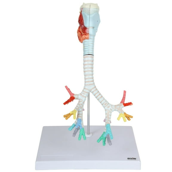 Axis Scientific Larynx, Trachea, and Bronchi ModelAxis Scientific Larynx, Trachea, and Bronchi Model - human anatomical model, respiratory system,  life size replica model.
