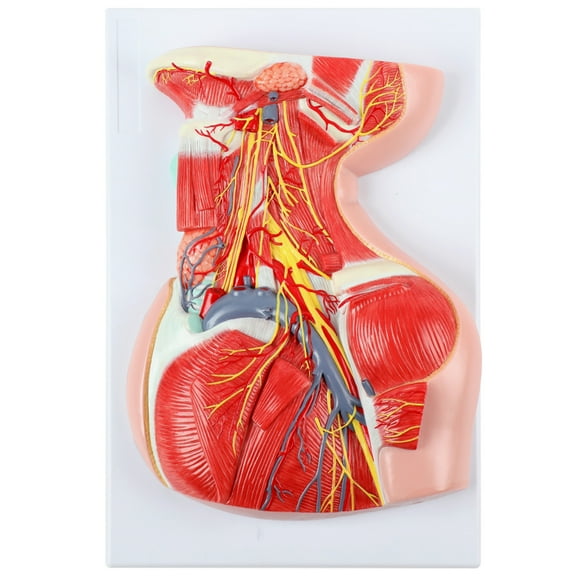 Axis Scientific Lateral Deep Neck and Shoulder Model with Muscular, Vascular, and Nervous Anatomy