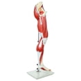 thumbnail image 1 of Axis Scientific Life-Size Human Leg Musculature Model — Detailed 15-Part Muscular Anatomy with Stand — Educational Anatomical Lower Limb Display - Includes Full Color Manual, 1 of 12