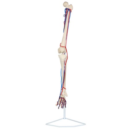 Axis Scientific Leg Skeleton with Vasculature Anatomy Model - Life-Size Human Leg Skeleton, Human anatomy system miniature, demonstration skill, educational model