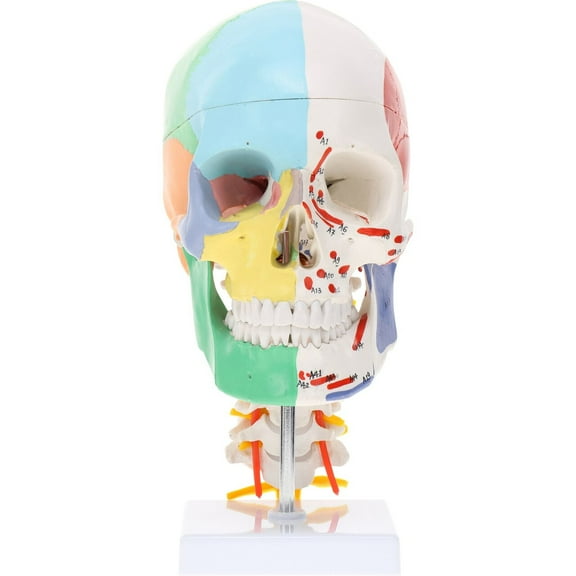 Axis Scientific Life-Size Half-Didactic Half-Muscle Painted Skull with Cervical Spine and Spinal Nerves Anatomy Model, life size anatomy, demonstration skill, learning school, educational model