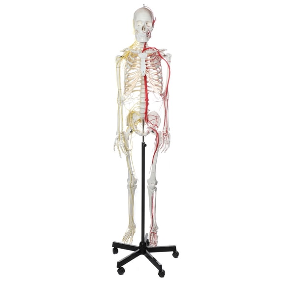 Axis Scientific Life-Size Half Vascular Half Innervated Articulated Skeleton Model with Articulating Mandible and Flexible Spine