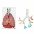 thumbnail image 1 of Axis Scientific Lung and Respiratory System Models Bundle for Pulmonologists, Trachea and Bronchi Anatomy Model and 7-Part Lung, Heart and Respiratory Models, 1 of 3