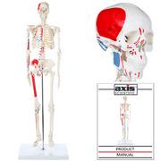 Axis Scientific Mini Human Skeleton Model with Metal Stand - 31 Tall, Painted and Numbered Muscle Insertion and Origin Points - Includes Detailed Product Manual,
