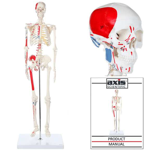 Axis Scientific Mini Human Skeleton Model with Metal Stand - 31" Tall, Painted and Numbered Muscle Insertion and Origin Points - Includes Detailed Product Manual, 3 Year Warranty