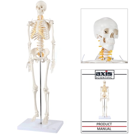 "Axis Scientific 31"" Mini Human Skeleton Model with Metal Stand, Removable Arms and Legs, Includes Product Manual"