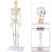Axis Scientific 31 Mini Human Skeleton Model with Metal Stand, Removable Arms and Legs, Includes Product Manual