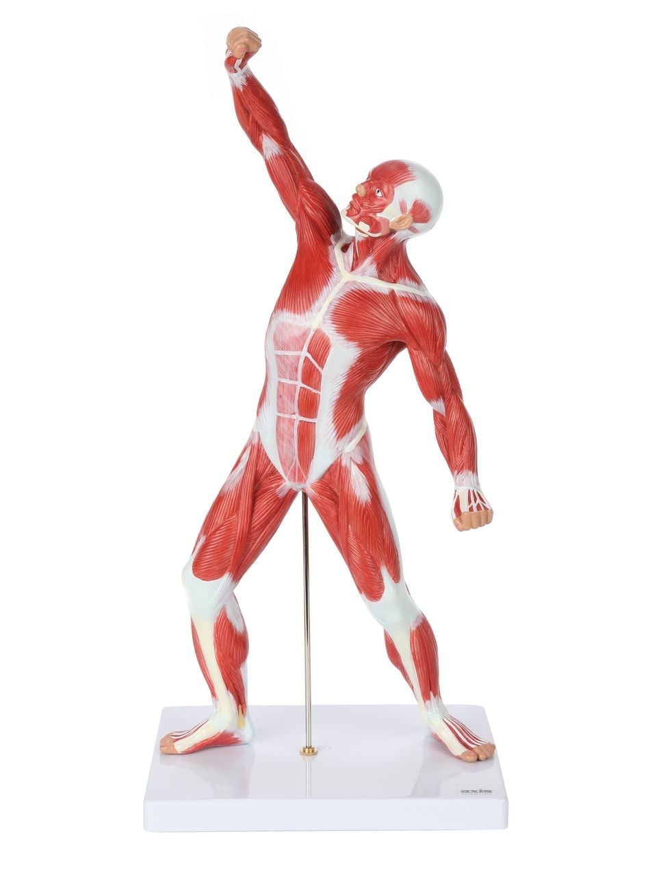 Axis Scientific 20 Mini Human Muscular System Model with Stand & Guide