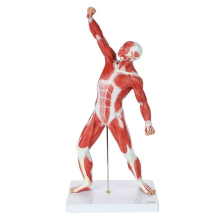Axis Scientific 20” Mini Human Muscular System Model with Stand & Guide