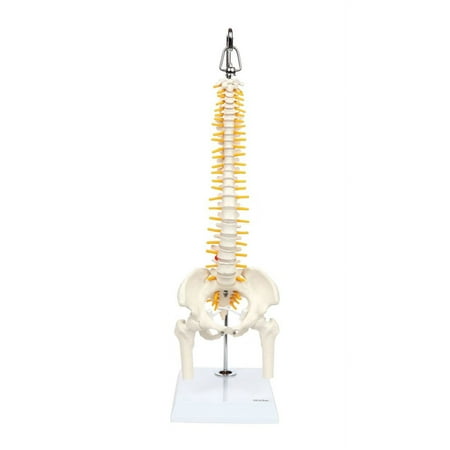 Axis Scientific Miniature Spine Anatomy Model, 15.5" Mini Vertebral Column Model Details Vertebrae, Spinal Nerves, Lumbar & Pelvis - Includes Stand, Product Manual