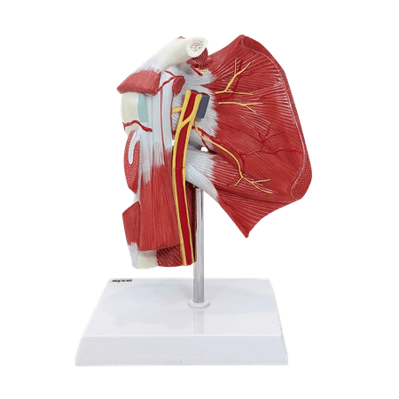 Muscled Shoulder Joint Model, Anatomy Shoulder Model, Human Muscle Model Shoulder Anatomy, Anatomical Muscular Shoulder Anatomy Model, Includes Base, Product Manual, Made by Axis Scientific