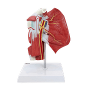 Muscled Shoulder Joint Model, Anatomy Shoulder Model, Human Muscle Model Shoulder Anatomy, Anatomical Muscular Shoulder Anatomy Model, Includes Base, Product Manual, Made by Axis Scientific