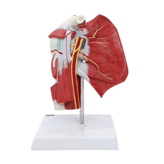 Muscled Shoulder Joint Model, Anatomy Shoulder Model, Human Muscle Model Shoulder Anatomy, Anatomical Muscular Shoulder Anatomy Model, Includes Base, Product Manual, Made by Axis Scientific