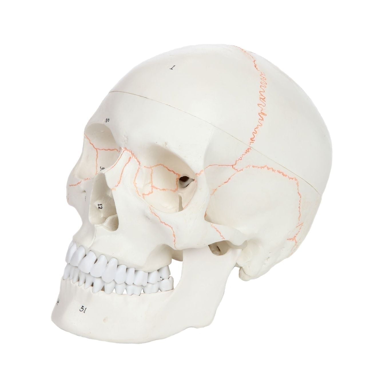 Axis Scientific Numbered Human Skull Model, 3 Part Life Size Replica, Removable Calvarium (Skull Cap), Mandible (Jaw) and 55 Numbered Features, Includes Detailed Study Guide