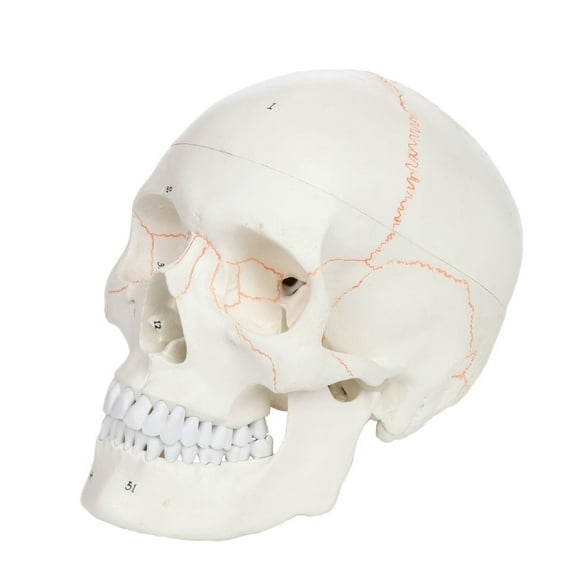 Axis Scientific Numbered Human Skull Model, 3 Part Life Size Replica, Removable Calvarium (Skull Cap), Mandible (Jaw) and 55 Numbered Features, Includes Detailed Study Guide