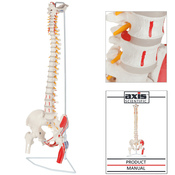 Axis Scientific Painted Flexible Spine Model, 36" Life Size Spinal Cord Anatomy Model Demonstrates Muscle Origins and Insertion Points, Includes Stand, and Worry Free 3 Year Warranty