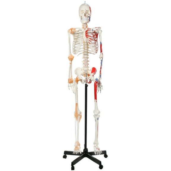 Axis Scientific Painted and Numbered Flexible Life Size Skeleton Model, Skeleton has Flexible Spine, Muscle Insertion and Origin Points, Includes Base, Dust Cover, Product Manual, 3 Year Warranty