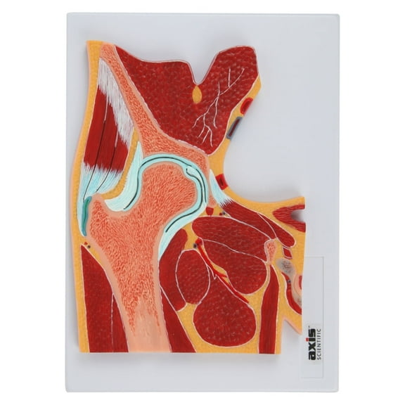 Axis Scientific Pelvic Joint Section Anatomy Model Human Body Replica of Pelvic Joint, Includes Product Manual, Students Medical Professionals Professors Display
