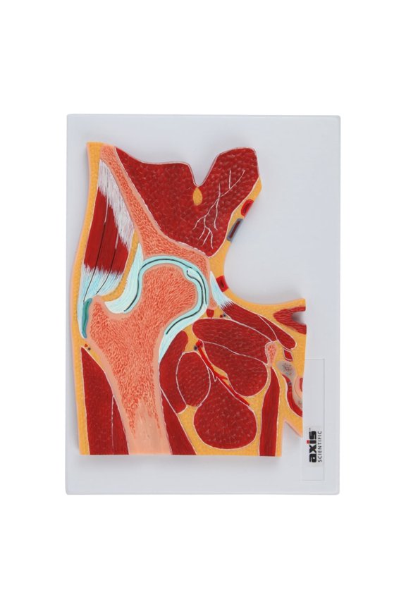 Pelvic Joint Section Anatomy Model Human Body Replica of Pelvic Joint, Includes Product Manual, Students Medical Professionals Professors Display