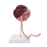 Axis Scientific Placenta Model with Removable Umbilical Cord Anatomical Model - Birthing anatomy model, Placenta Umbilical Cord Anatomical Model, education for medical school
