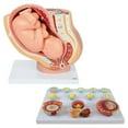 thumbnail image 1 of Axis Scientific Pregnancy Anatomy Model Set - Scientific anatomy model, mini figure, Human anatomy system miniature, school demonstration skill, 1 of 6