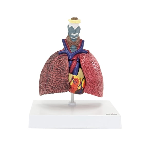 Axis Scientific Respiratory System Pathologies, 5-Parts - Human anatomy system miniature, scientific educational anatomy model, demonstration skill