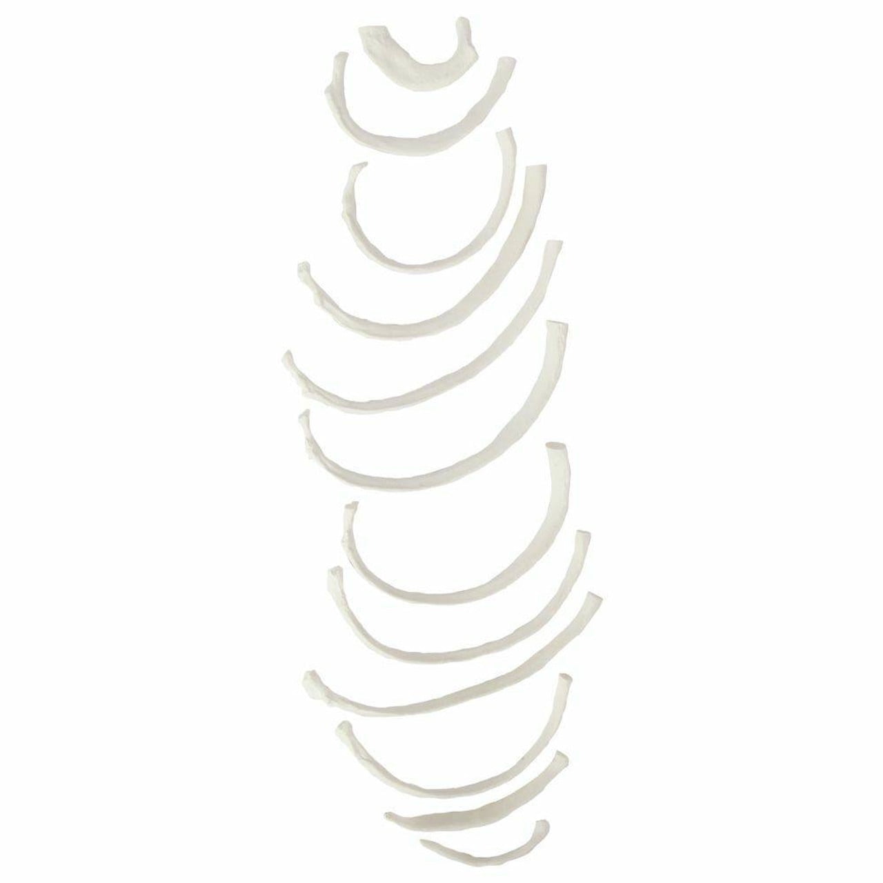 Axis Scientific Set of 12 Disarticulated Ribs - Left, life size skeleton model, human full body anatomical models figure, anatomy medical study, human rib model.
