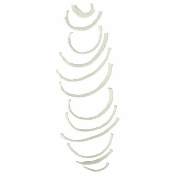 Axis Scientific Set of 12 Disarticulated Ribs - Left, life size skeleton model, human full body anatomical models figure, anatomy medical study, human rib model.