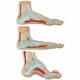 thumbnail image 1 of Axis Scientific Anatomy Model of Human Foot | Podiatry Model is a Set of 3 Human Feet | Foot Model Shows the Common Foot Conditions Flat Foot, Normal Foot and a High Arch, 1 of 8
