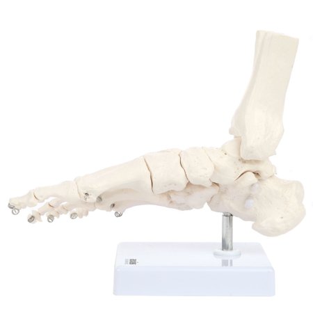 Axis Scientific Life-Size Human Skeletal Foot Model with Ankle, Articulated Bones & Joints, Wired Assembly, Includes Sturdy Display Base for Study & Teaching