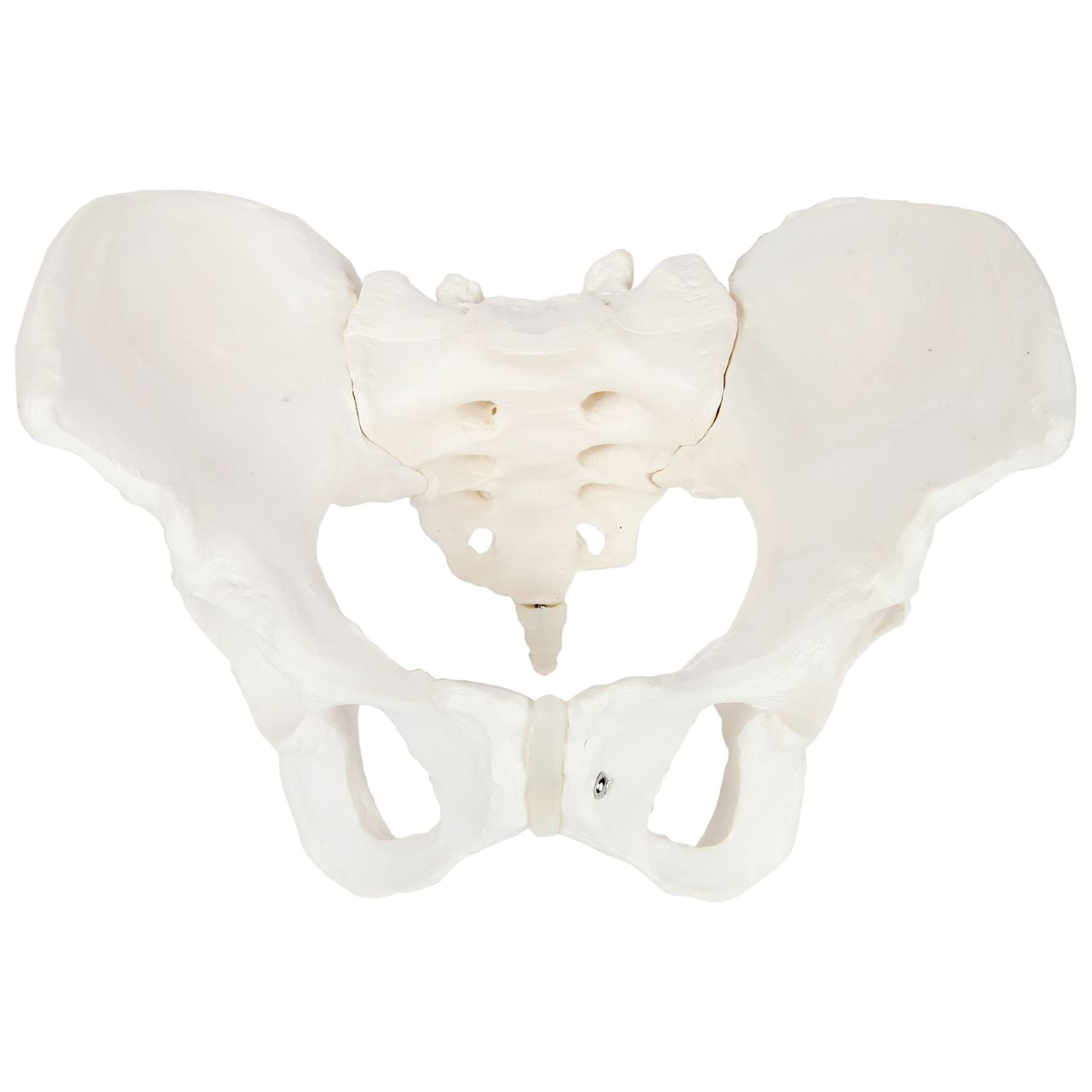 Axis Scientific Skeletal Model of the Female Pelvis, Cast from a Real Human Pelvis  Skeleton, Life Size Model Shows Important Anatomy of the Pelvic Region,  Includes Product Manual, 3 Year Warranty -