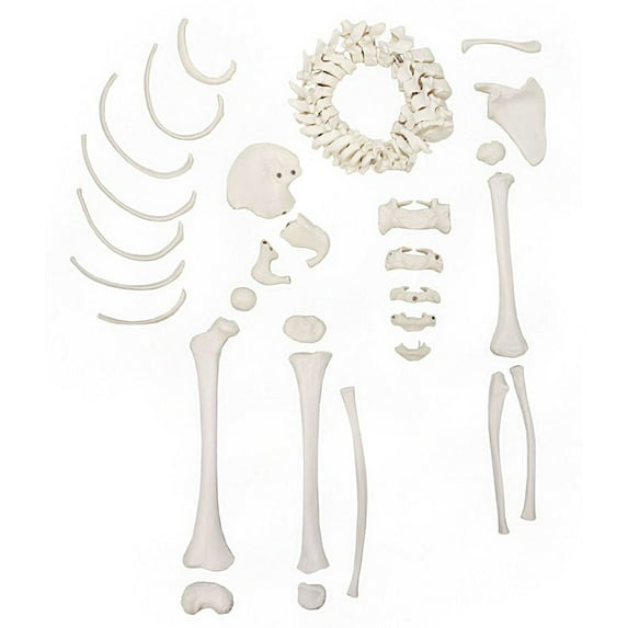 Axis Scientific Skeleton Model of a 5-Year Old Child, Half Disarticulated Skeletal Anatomy Model Includes Growth Plates, Model Secured with Magnets, Human anatomy system miniature, educational model