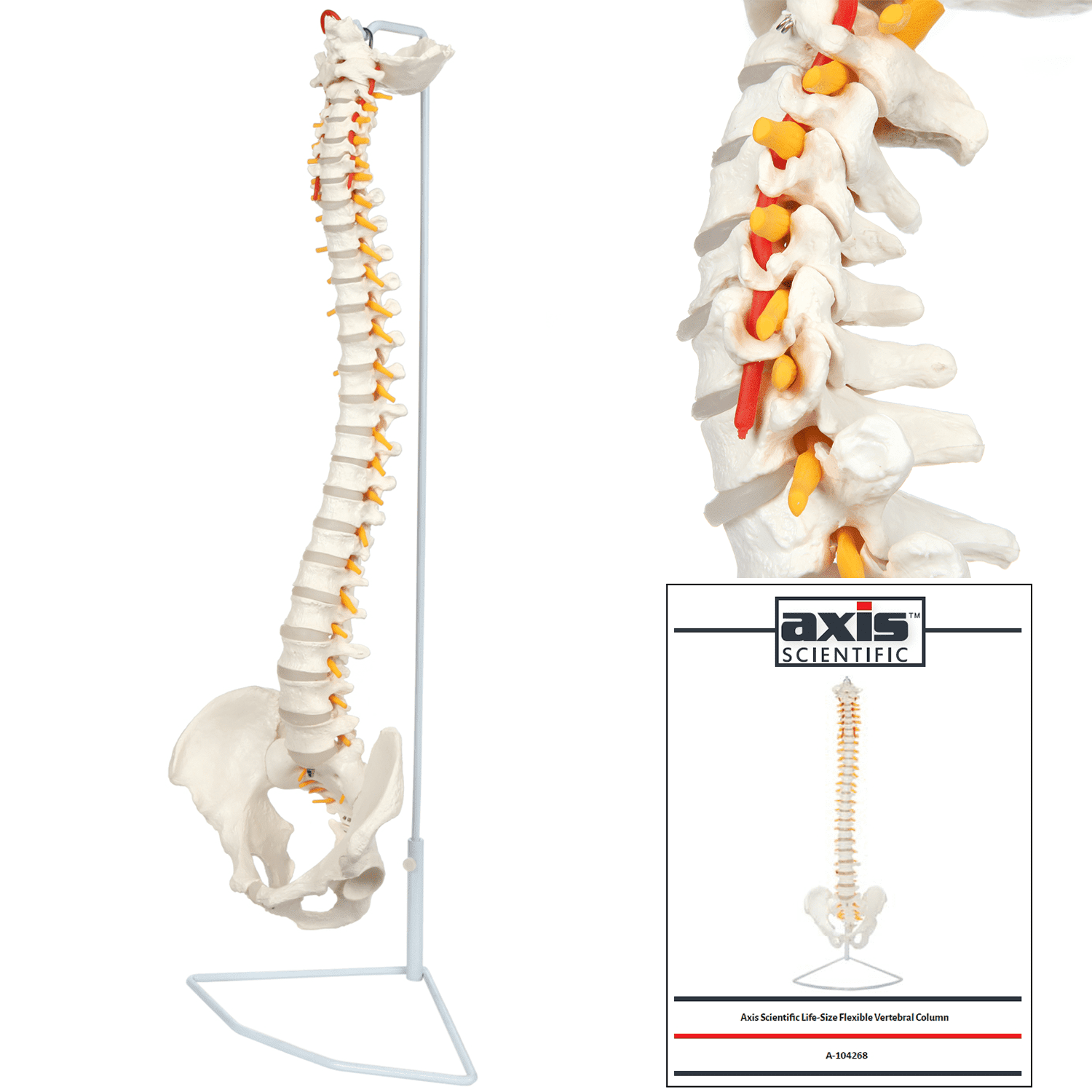 Axis Scientific 34" Human Spine Model with Pelvis, Spinal Nerves & Arteries, Life-Size Vertebral Column on Stand