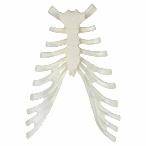 Axis Scientific Sternum Bone with Cartilage - Perfect for Students, Teachers, Anatomists - Life-Sized - High Quality Construction for Learning and Display