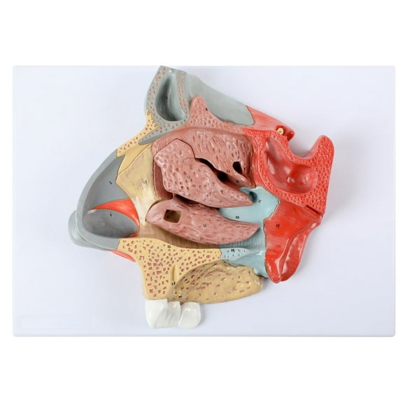 Axis Scientific Enlarged 2-Part Nasal Cavity Anatomy Model - Detailed Enlarged Anatomy Model for Patient Education and Display - Includes Study Manual - Durable and Realistic