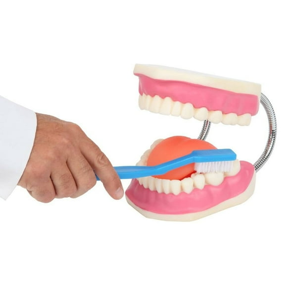 Axis Scientific Tooth Brushing Model, 3 Times Enlarged with Giant Brush - oral care teeth model, wisdom teeth, dentist kit, dental hygiene, Students Medical Professionals Professors Display
