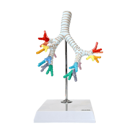 Axis Scientific Trachea and Bronchi Model - Scientific anatomy model, mini figure, Human anatomy system miniature, demonstration skill, learning school demonstration, educational model