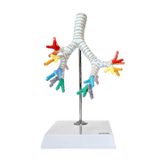 Axis Scientific Trachea and Bronchi Model - Scientific anatomy model, mini figure, Human anatomy system miniature, demonstration skill, learning school demonstration, educational model