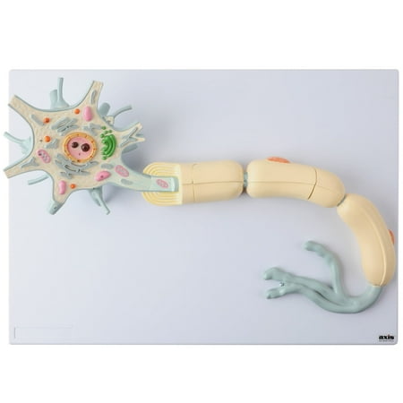 Axis Scientific Two-Part Neuron Model with Dendrite and Axon - Human anatomy system miniature, scientific anatomy model, Mini Skull figure, educational model, demonstration skill, Neuron Model figure