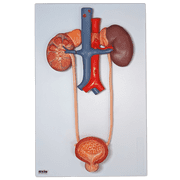 Axis Scientific Urinary System Relief Model   Life-Size Human Urinary Tract Anatomy Model with Detailed Relief of Kidneys, Ureters, Bladder, and Urethra