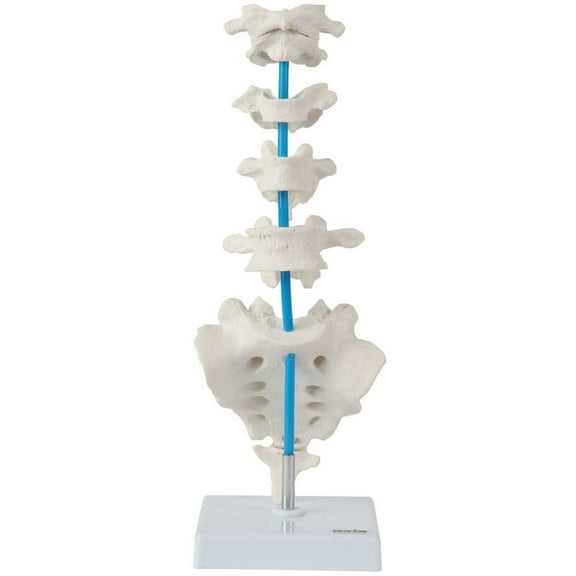 Axis Scientific Vertebrae Set - Includes Cervical, Thoracic, and Lumbar Vertebrae with Sacrum and Coccyx