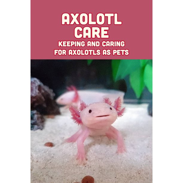 Axolotl Care Keeping and Caring for Axolotls as Pets How to Look