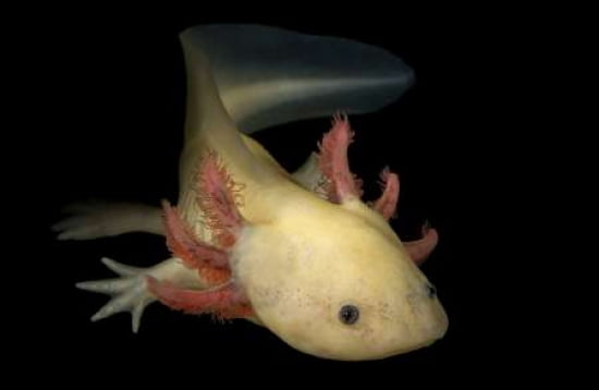 Axolotl - Forever Young Canvas Art - Pedro Jarque (12 x 18)