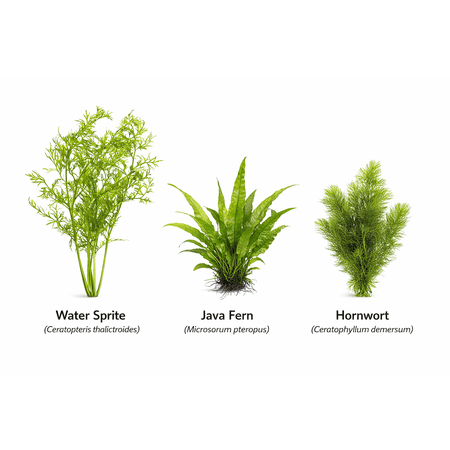 Axolotl Live Plants Bundle (3 Plants)