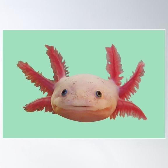 Axolotl Poster Wall Art, Modern Wall Decor For Living Room Bedroom, 12x18 UNFRAMED