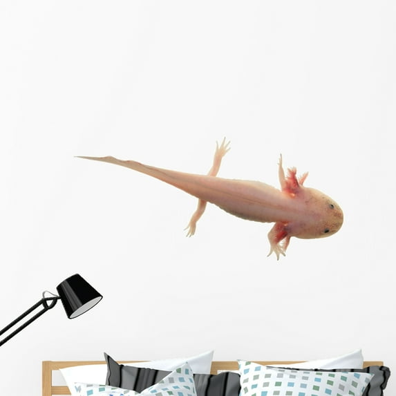 Axolotl White Wall Mural Decal by Wallmonkeys Vinyl Peel and Stick Graphic (48 in W x 32 in H)