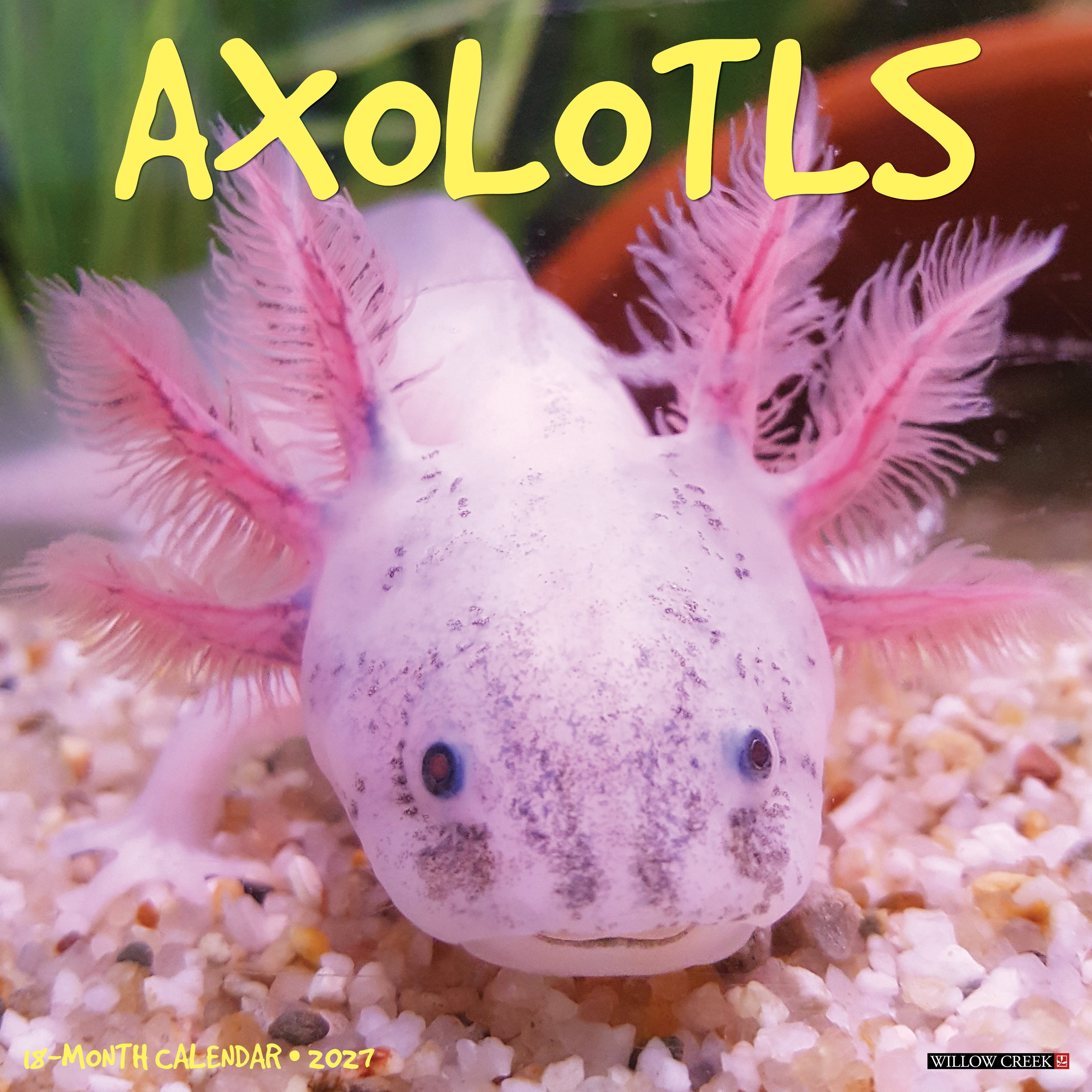 Willow Creek Press, Axolotls 2027 Wall Calendar