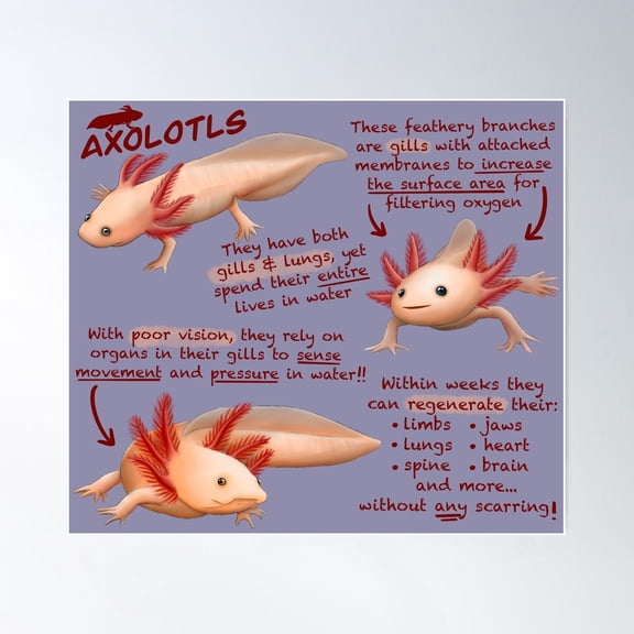 Axolotls Fun Facts Poster Wall Art Modern Wall Decor For Living Room Bedroom Art