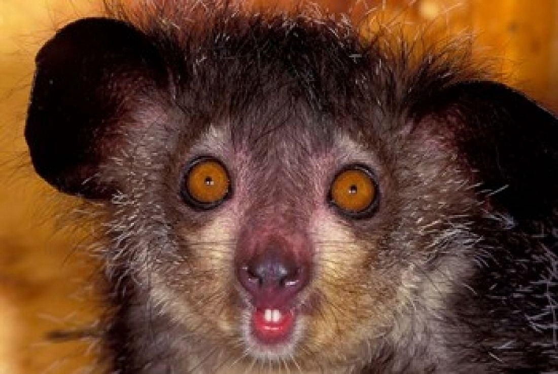 Aye-Aye Madagascar Canvas Art - Art Wolfe DanitaDelimont (24 x 15)